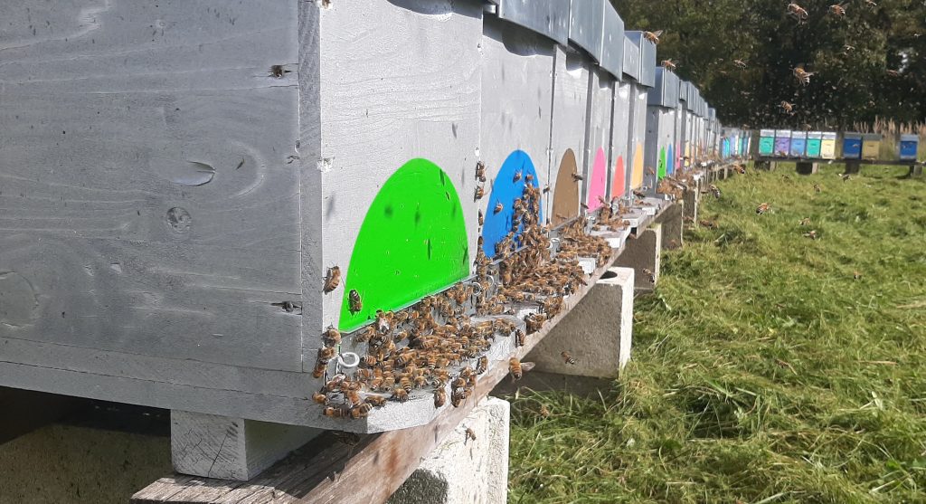 Essaims d'abeilles Buckfast en Alsace