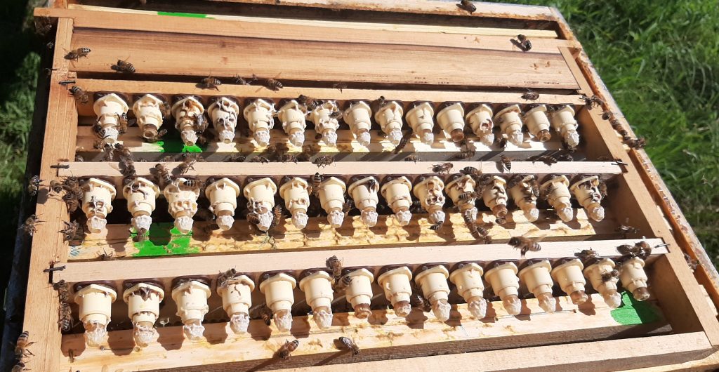 Cellules royales Buckfast en Alsace