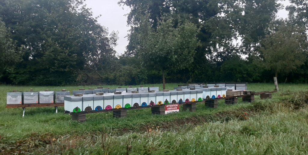 Essaims Buckfast en Alsace