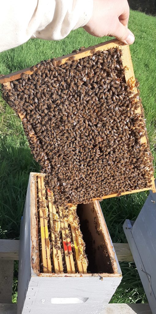 Essaims Buckfast en Alsace