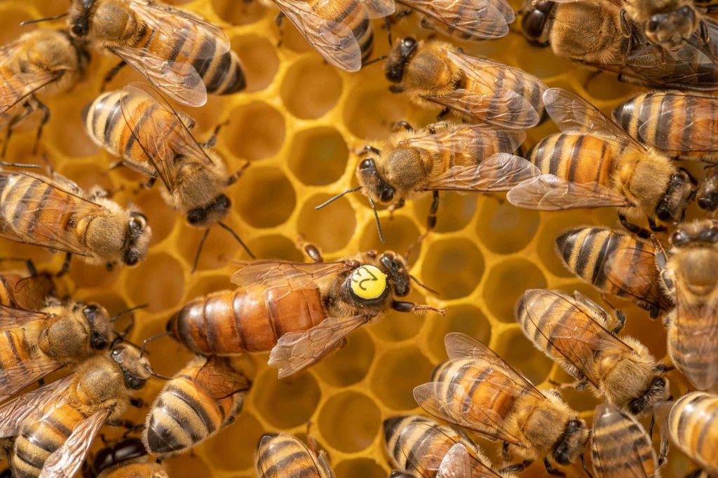 Reines fécondées en Alsace