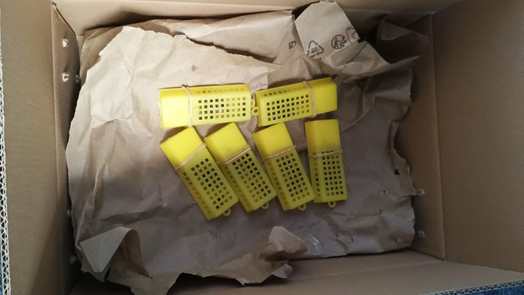 Reines fécondées en Alsace