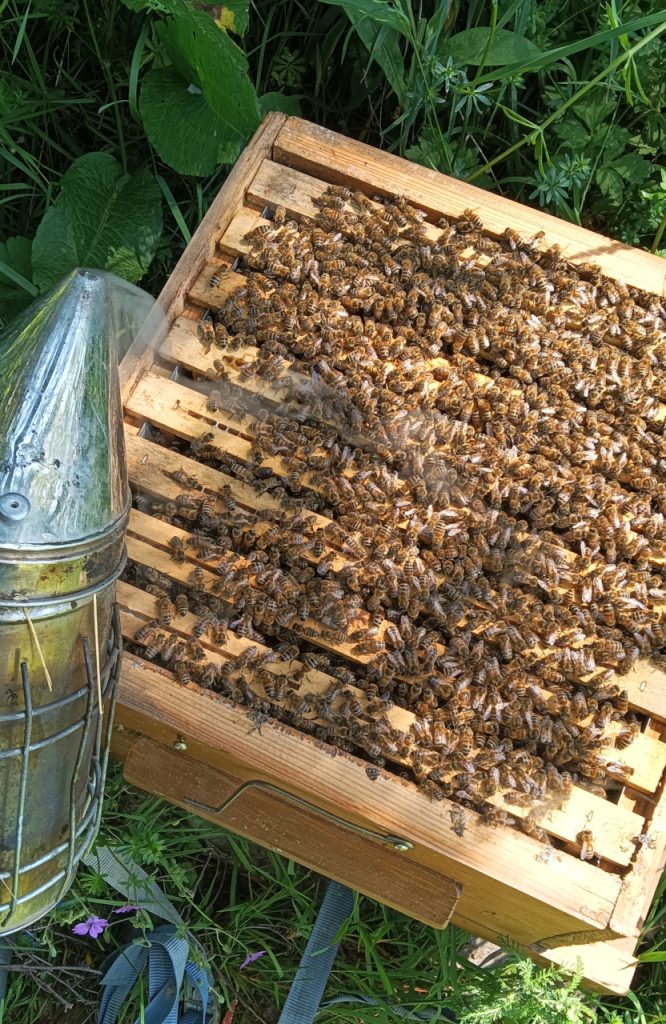 Essaim abeilles au format Warré